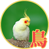 鳥類門診