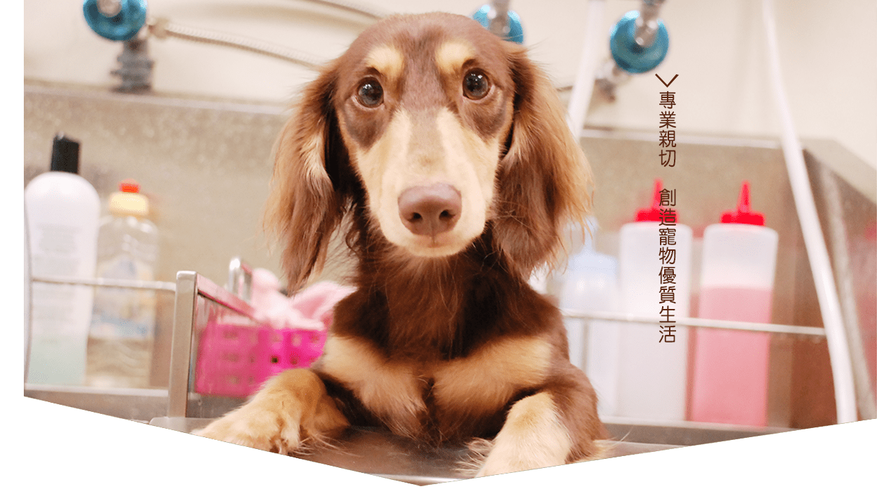 大台北動物醫院